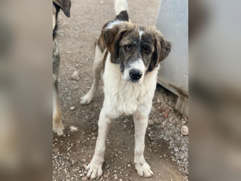 Evans, geb. ca. 04/2025, lebt in GRIECHENLAND, im städt. Tierheim Serres