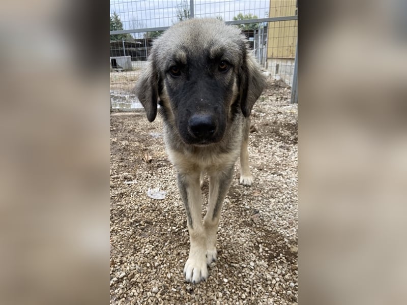 Hagan, geb. ca. 03/2023, lebt in GRIECHENLAND, im städt. Tierheim Serres