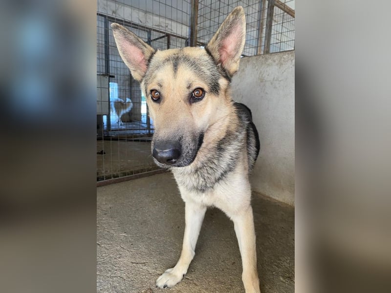 Hankan, geb. ca. 01/2024, lebt in GRIECHENLAND, im städt. Tierheim Serres