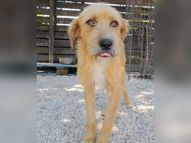 Sid, geb. ca. 08/2022 , lebt in GRIECHENLAND, auf einer privaten Pflegestelle