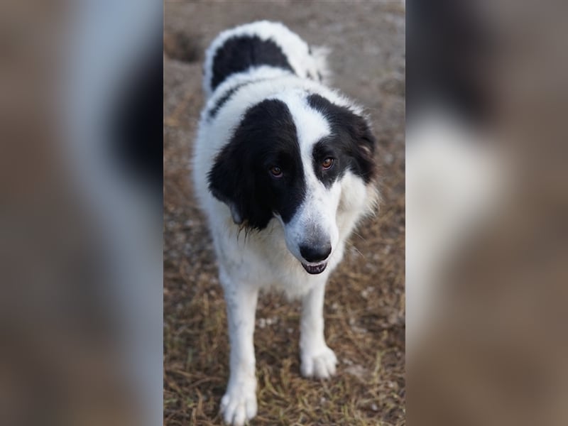 Maella, geb. ca. 02/2020, lebt in GRIECHENLAND, im städt. Tierheim Serres