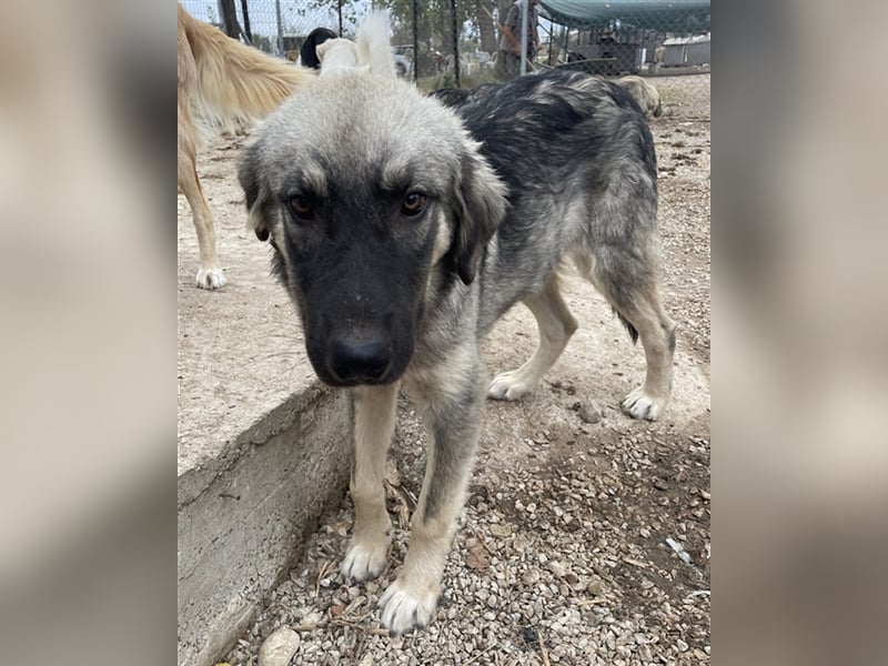 Hagan, geb. ca. 03/2023, lebt in GRIECHENLAND, im städt. Tierheim Serres