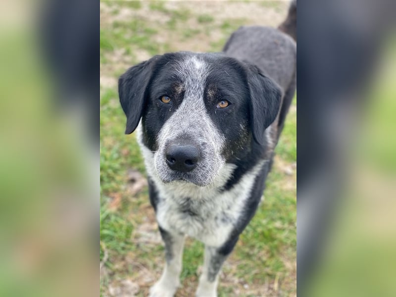 Malik, geb. ca.02/2022, lebt in GRIECHENLAND, im städt. Tierheim Serres