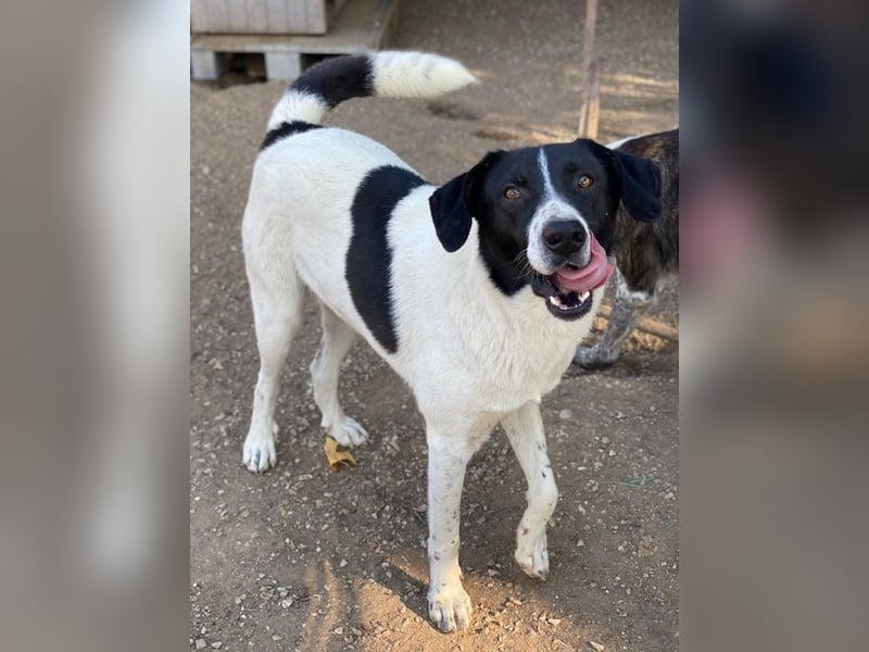 Grecco, geb. ca. 11/2022, lebt in GRIECHENLAND, im städt. Tierheim Serres