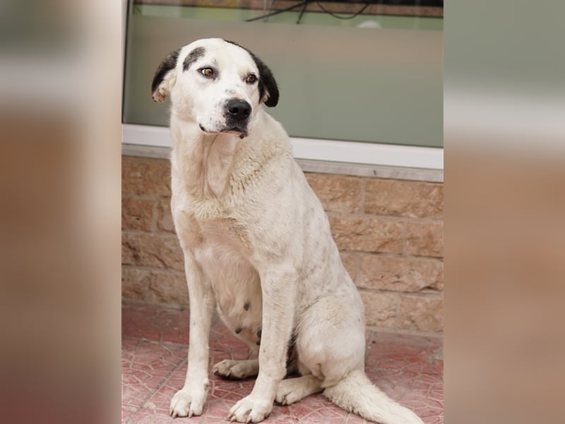 Morla, geb. ca. 01/2020, lebt in GRIECHENLAND, auf einer privaten Pflegestelle