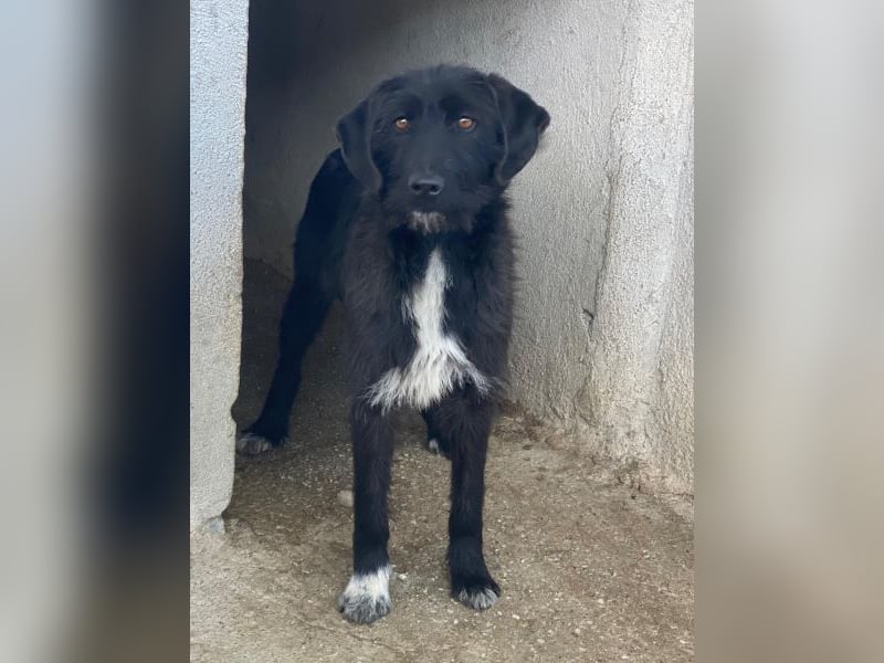 Erebus, geb. ca. 01/2025, lebt in GRIECHENLAND, im städt. Tierheim Serres