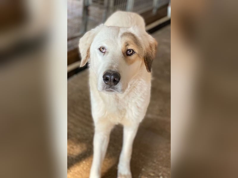 Alfons, geb. ca. 02/2024, lebt in GRIECHENLAND, im städt. Tierheim Serres