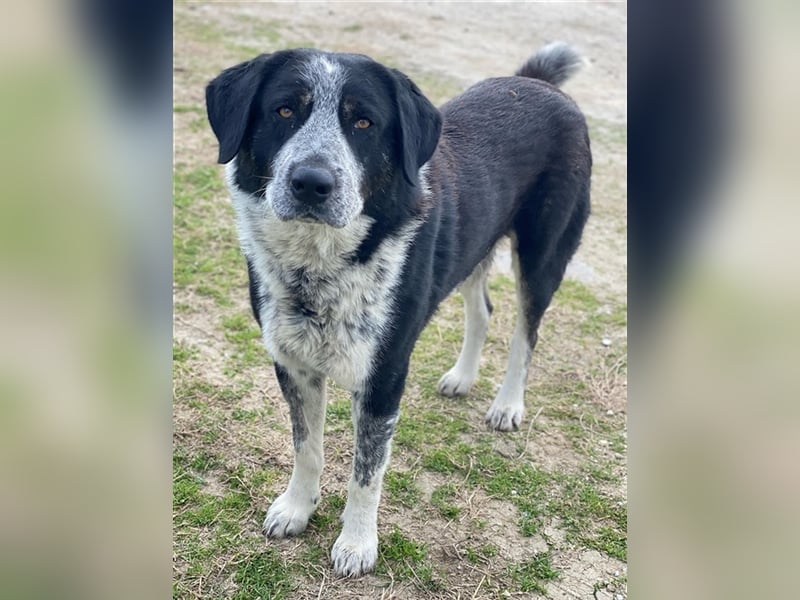 Malik, geb. ca.02/2022, lebt in GRIECHENLAND, im städt. Tierheim Serres