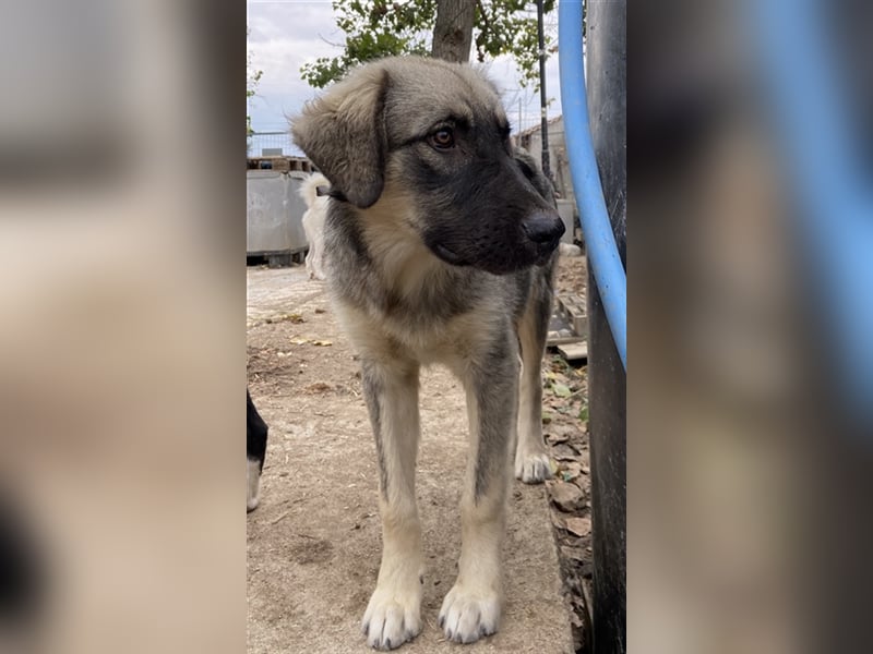 Hagan, geb. ca. 03/2023, lebt in GRIECHENLAND, im städt. Tierheim Serres