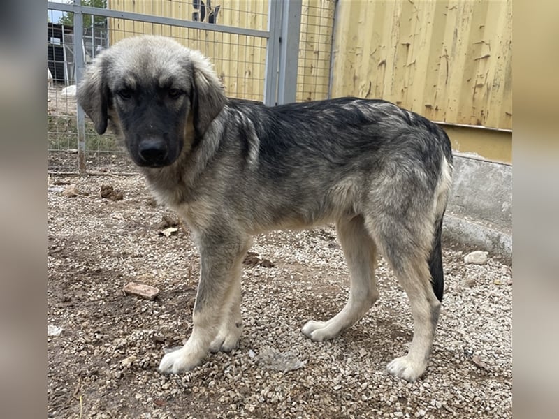 Hagan, geb. ca. 03/2023, lebt in GRIECHENLAND, im städt. Tierheim Serres