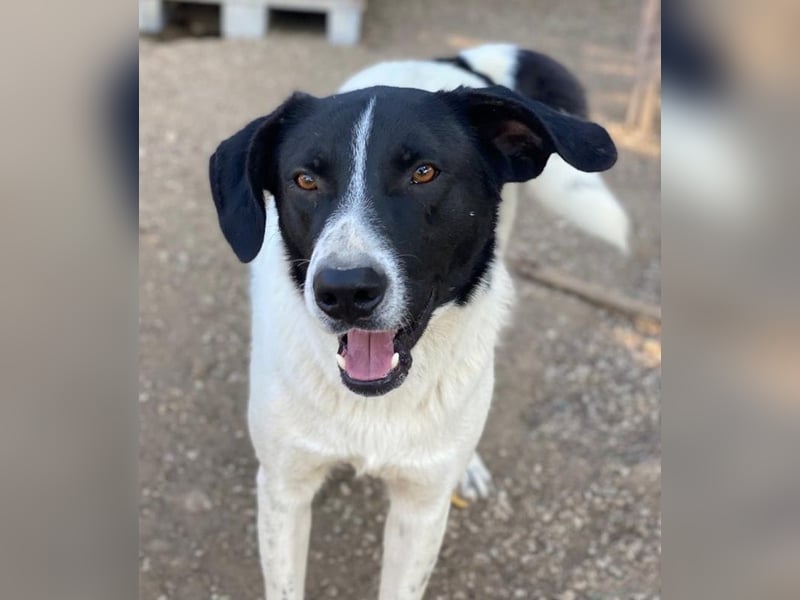 Grecco, geb. ca. 11/2022, lebt in GRIECHENLAND, im städt. Tierheim Serres