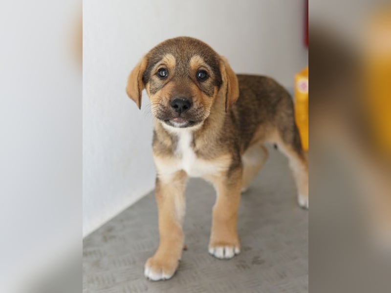 Kuba, geb. ca. 12/2025, lebt in GRIECHENLAND, auf einer privaten Pflegestelle