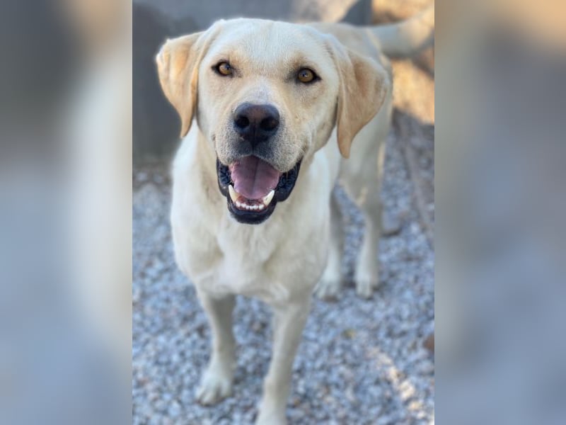 Boq, geb. ca. 07/2023, lebt in GRIECHENLAND, im städt. Tierheim Serres