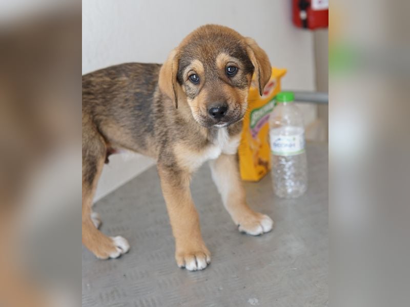 Kuba, geb. ca. 12/2025, lebt in GRIECHENLAND, auf einer privaten Pflegestelle