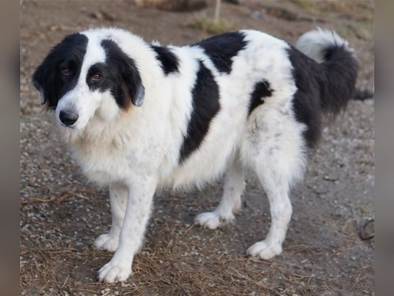 Maella, geb. ca. 02/2020, lebt in GRIECHENLAND, im städt. Tierheim Serres