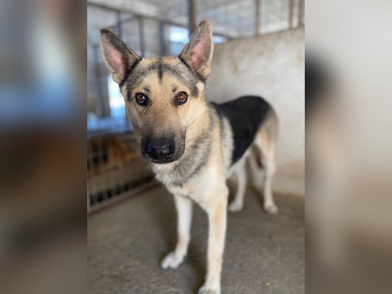 Hankan, geb. ca. 01/2024, lebt in GRIECHENLAND, im städt. Tierheim Serres