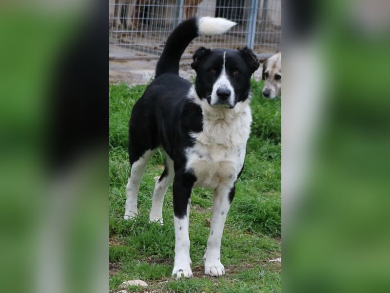 Eddy, geb. ca. 01/2018, lebt in GRIECHENLAND, im städt. Tierheim Serres