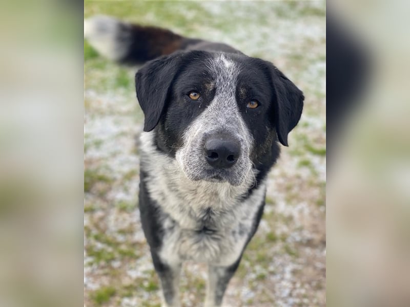 Malik, geb. ca.02/2022, lebt in GRIECHENLAND, im städt. Tierheim Serres