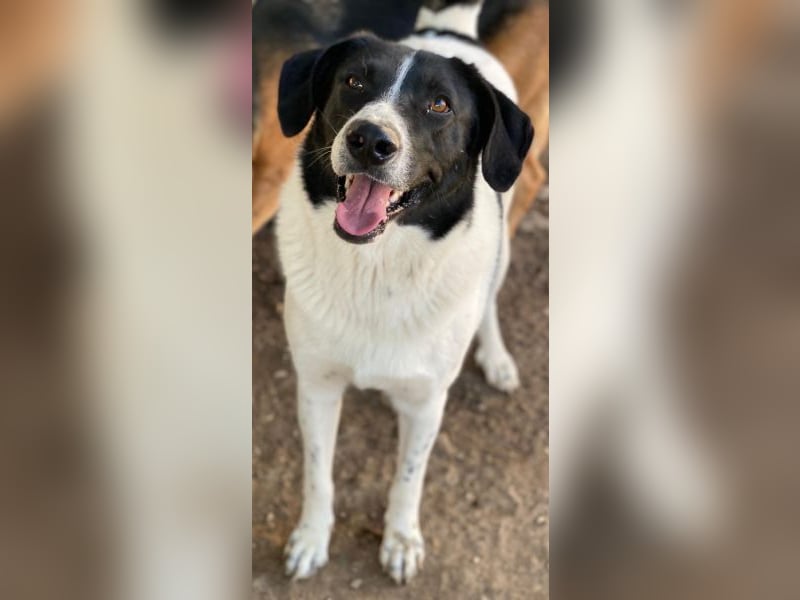 Grecco, geb. ca. 11/2022, lebt in GRIECHENLAND, im städt. Tierheim Serres