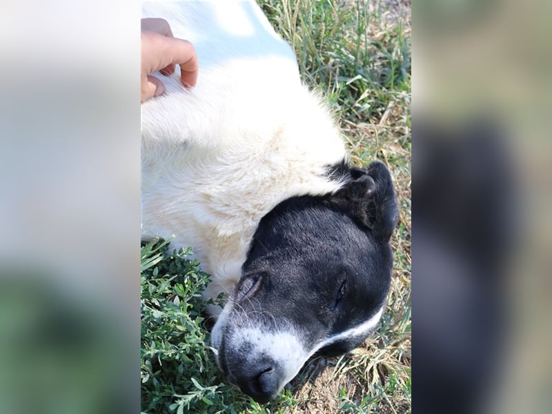 Rubin, geb. ca. 03/2019, lebt in GRIECHENLAND, im städt. Tierheim Serres
