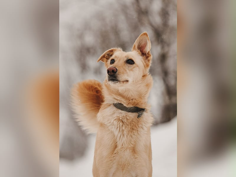 Besondere Lissy sucht ihre Menschen