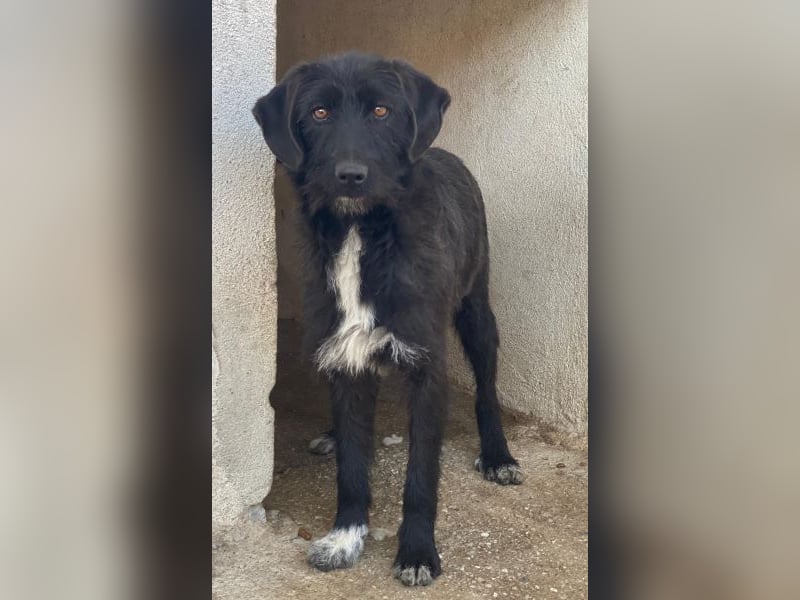 Erebus, geb. ca. 01/2025, lebt in GRIECHENLAND, im städt. Tierheim Serres