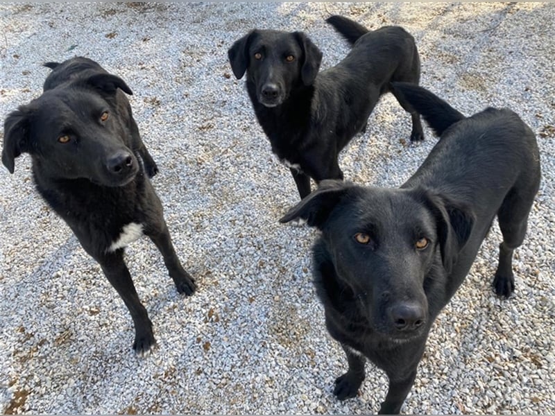 Acero, geb. ca. 01/2019, lebt in GRIECHENLAND, im städt. Tierheim Serres