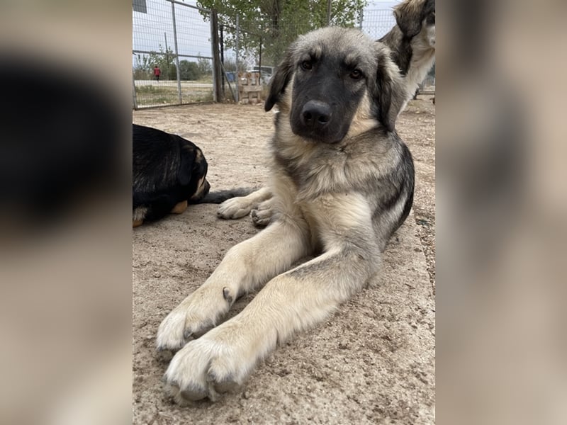 Hagan, geb. ca. 03/2023, lebt in GRIECHENLAND, im städt. Tierheim Serres