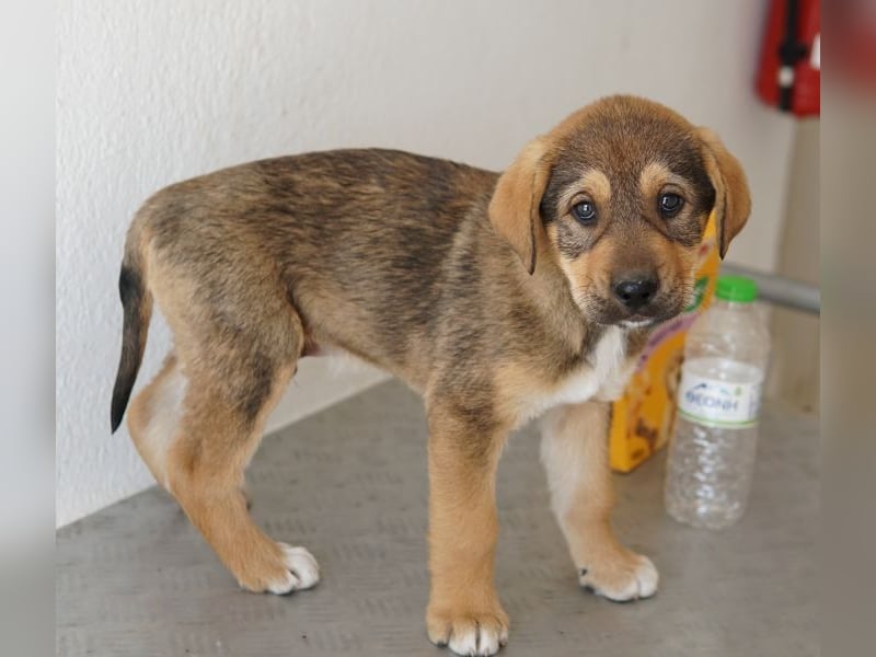 Kuba, geb. ca. 12/2025, lebt in GRIECHENLAND, auf einer privaten Pflegestelle