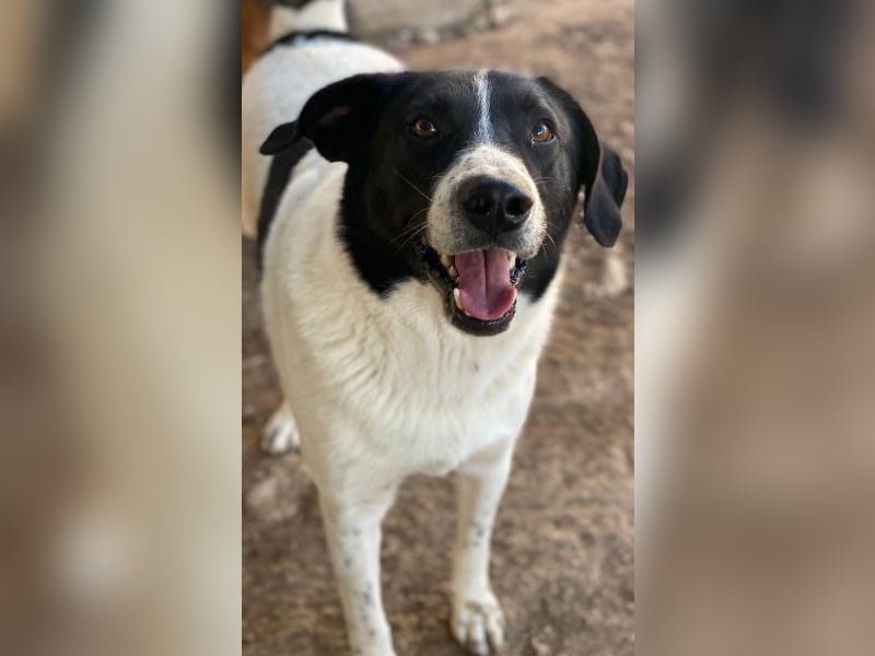 Grecco, geb. ca. 11/2022, lebt in GRIECHENLAND, im städt. Tierheim Serres