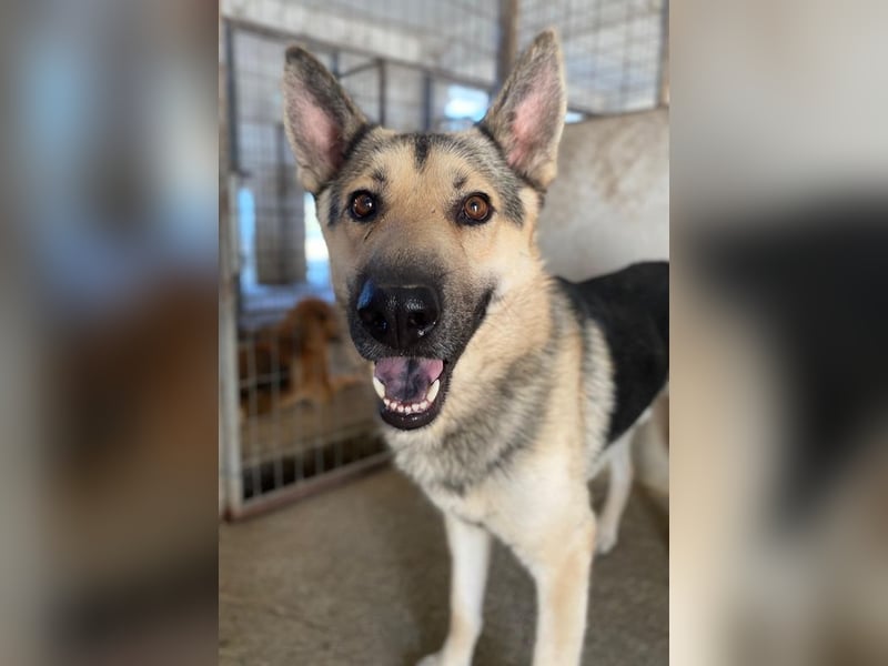 Hankan, geb. ca. 01/2024, lebt in GRIECHENLAND, im städt. Tierheim Serres