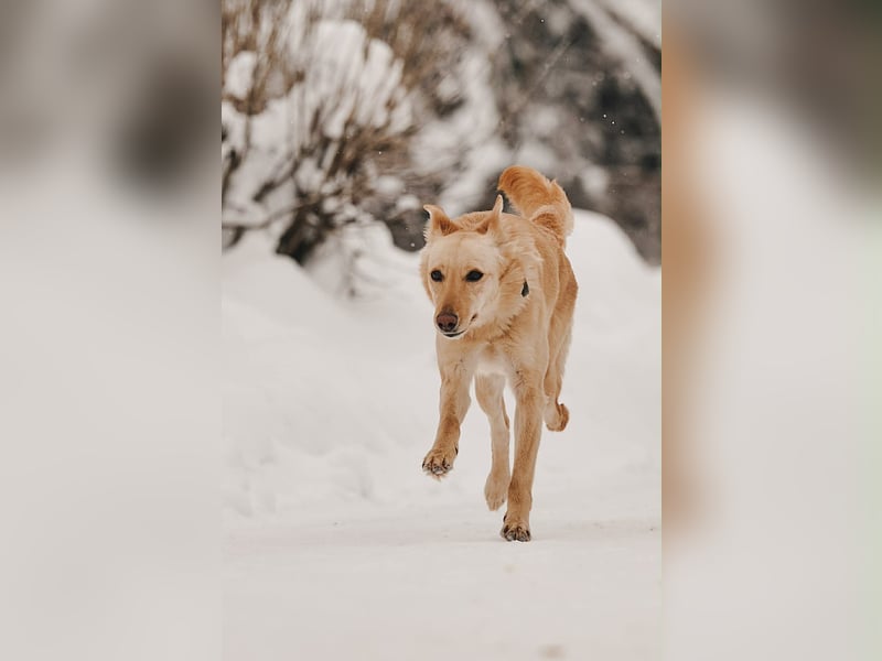 Neugierige Lissy sucht ihr Zuhause