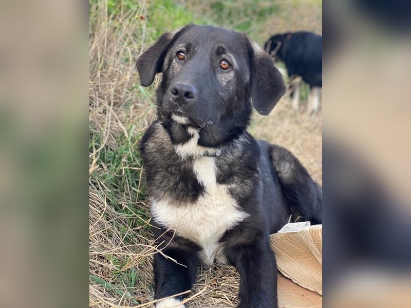Esko, geb. ca. 09/2024, lebt in GRIECHENLAND, im städt. Tierheim Serres