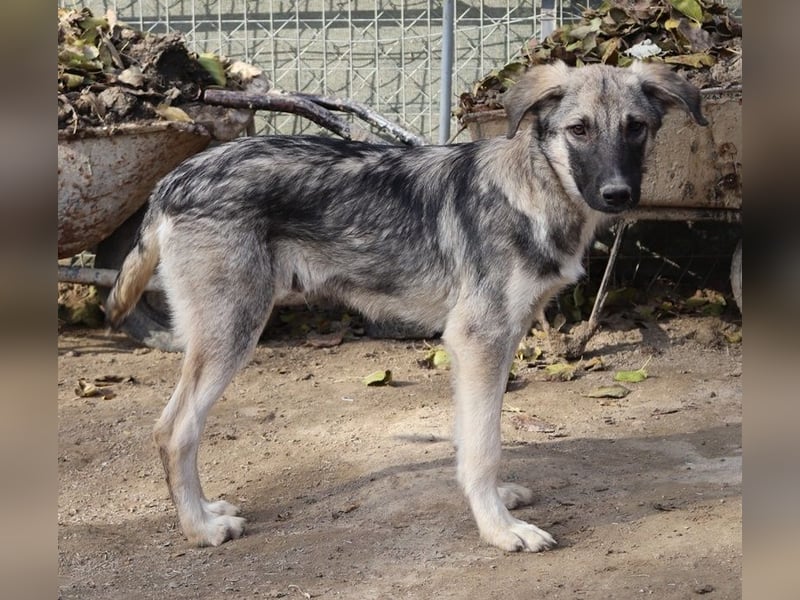 Erwin, geb. ca. 05/2024, lebt in GRIECHENLAND, im städt. Tierheim Serres