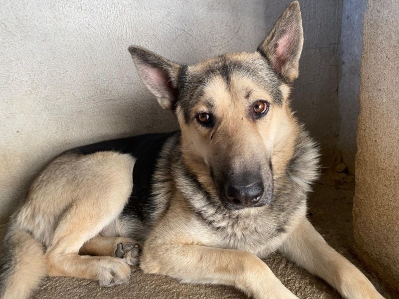 Hankan, geb. ca. 01/2024, lebt in GRIECHENLAND, im städt. Tierheim Serres