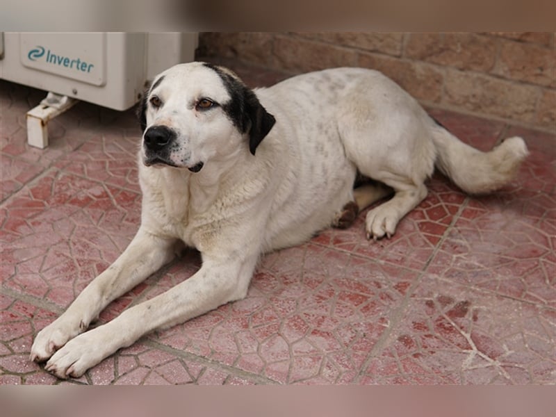 Morla, geb. ca. 01/2020, lebt in GRIECHENLAND, auf einer privaten Pflegestelle