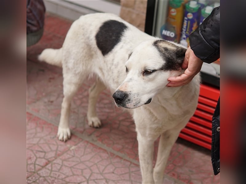 Morla, geb. ca. 01/2020, lebt in GRIECHENLAND, auf einer privaten Pflegestelle