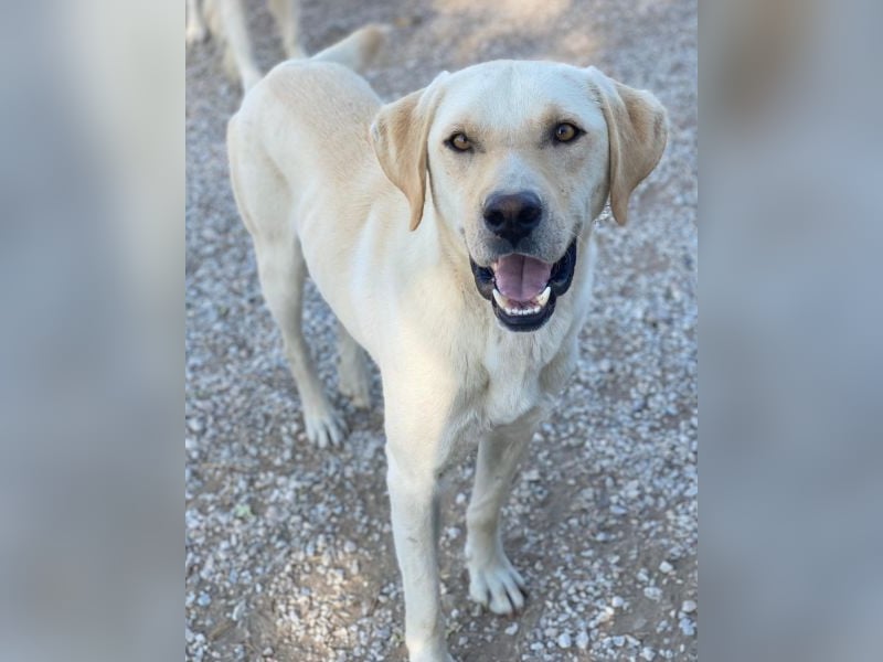 Boq, geb. ca. 07/2023, lebt in GRIECHENLAND, im städt. Tierheim Serres