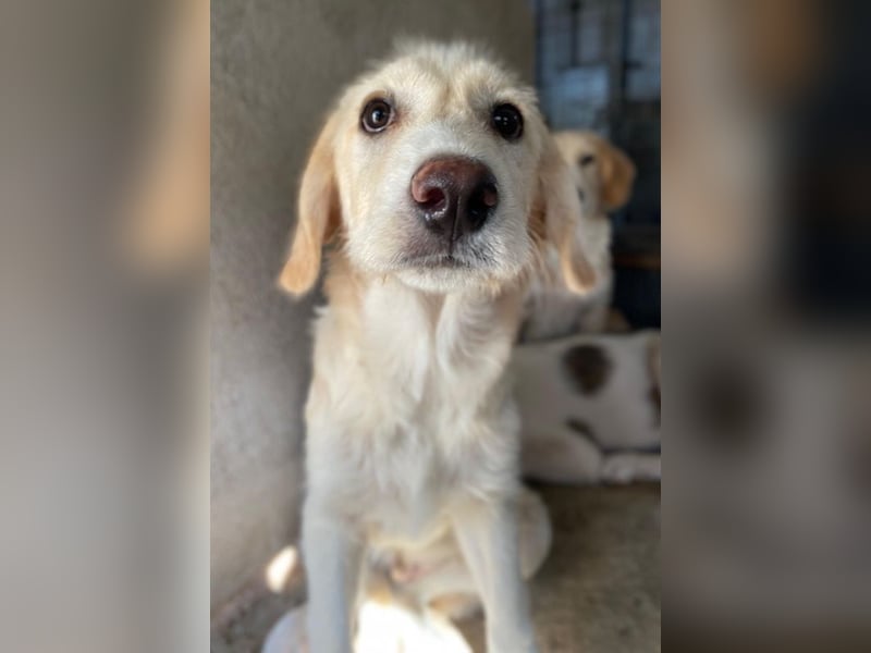 Garetto, geb. ca. 04/2025, lebt in GRIECHENLAND, im städt. Tierheim Serres