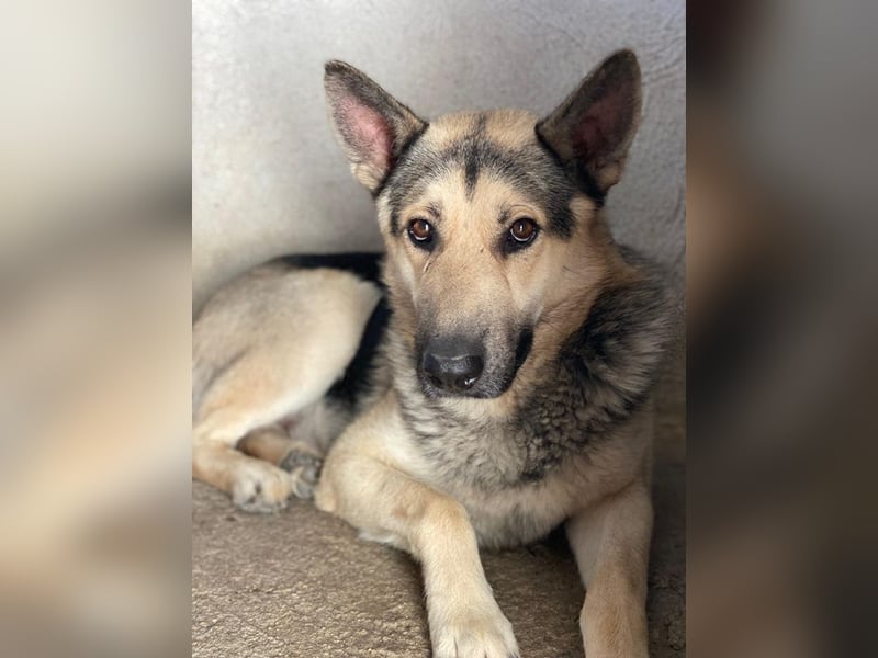 Hankan, geb. ca. 01/2024, lebt in GRIECHENLAND, im städt. Tierheim Serres