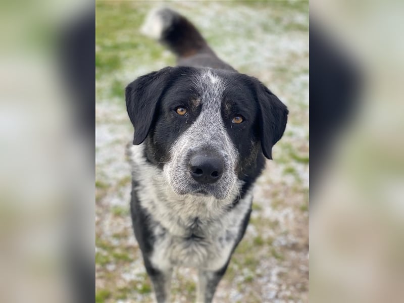 Malik, geb. ca.02/2022, lebt in GRIECHENLAND, im städt. Tierheim Serres