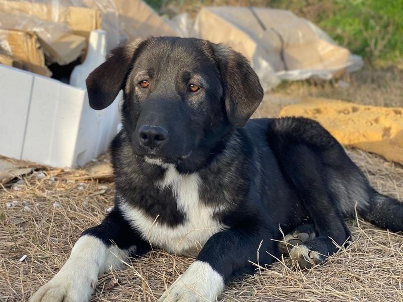 Esko, geb. ca. 09/2024, lebt in GRIECHENLAND, im städt. Tierheim Serres