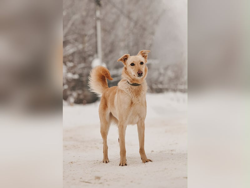 Neugierige Lissy sucht ihr Zuhause