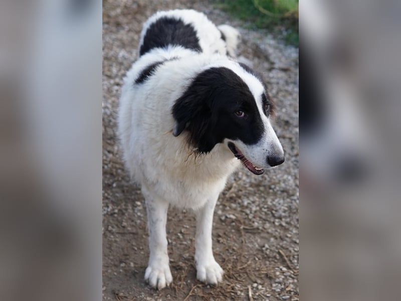 Maella, geb. ca. 02/2020, lebt in GRIECHENLAND, im städt. Tierheim Serres