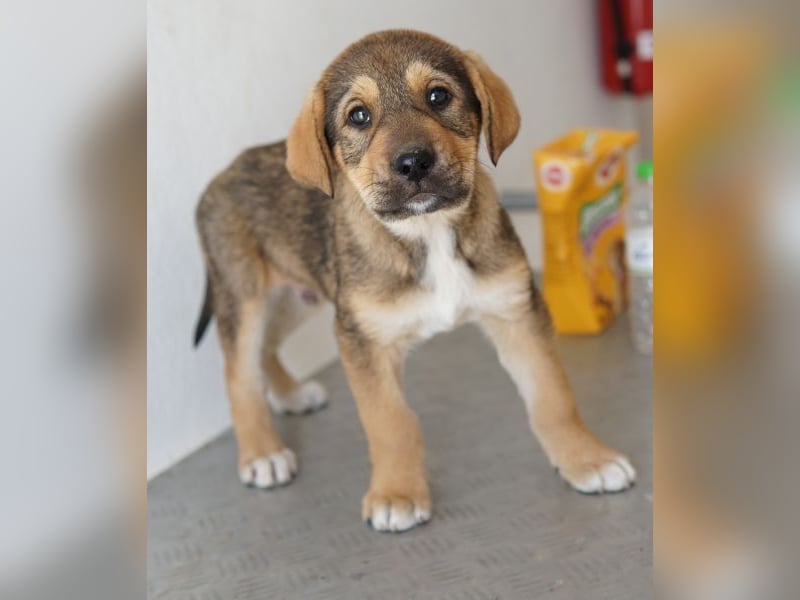 Kuba, geb. ca. 12/2025, lebt in GRIECHENLAND, auf einer privaten Pflegestelle