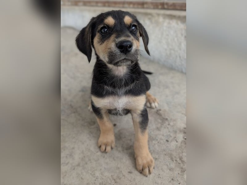 Hiro, geb. ca. 02/2026, lebt in GRIECHENLAND, im städt. Tierheim Serres