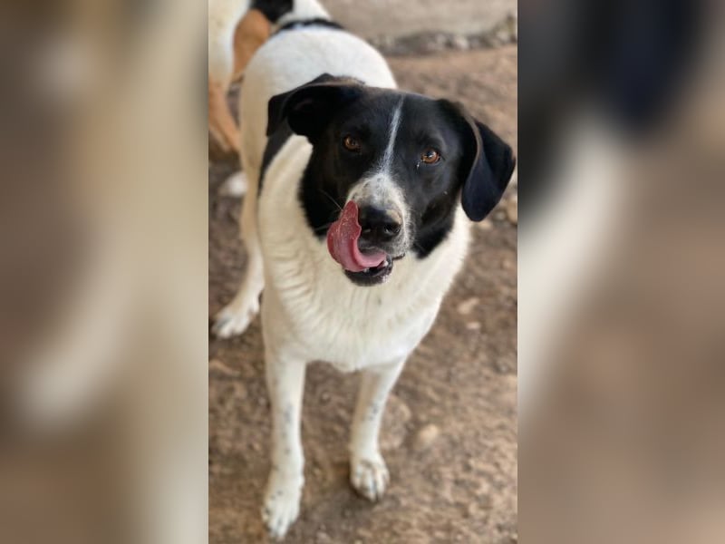 Grecco, geb. ca. 11/2022, lebt in GRIECHENLAND, im städt. Tierheim Serres