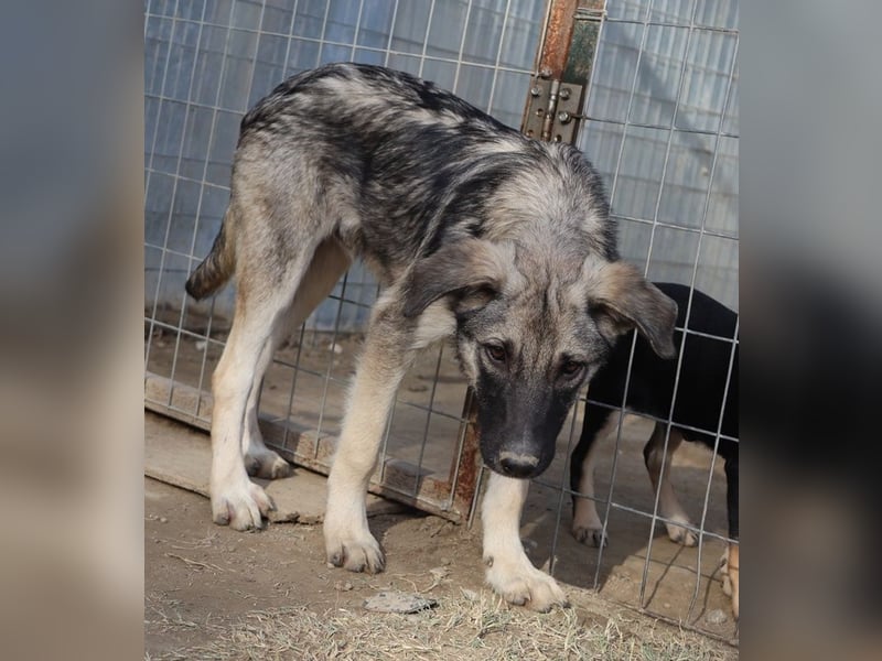 Erwin, geb. ca. 05/2024, lebt in GRIECHENLAND, im städt. Tierheim Serres