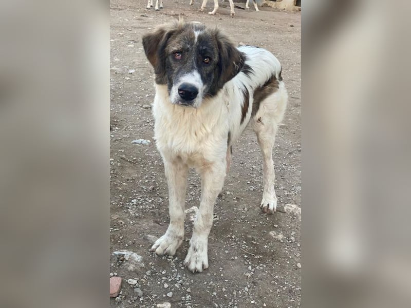 Evans, geb. ca. 04/2025, lebt in GRIECHENLAND, im städt. Tierheim Serres