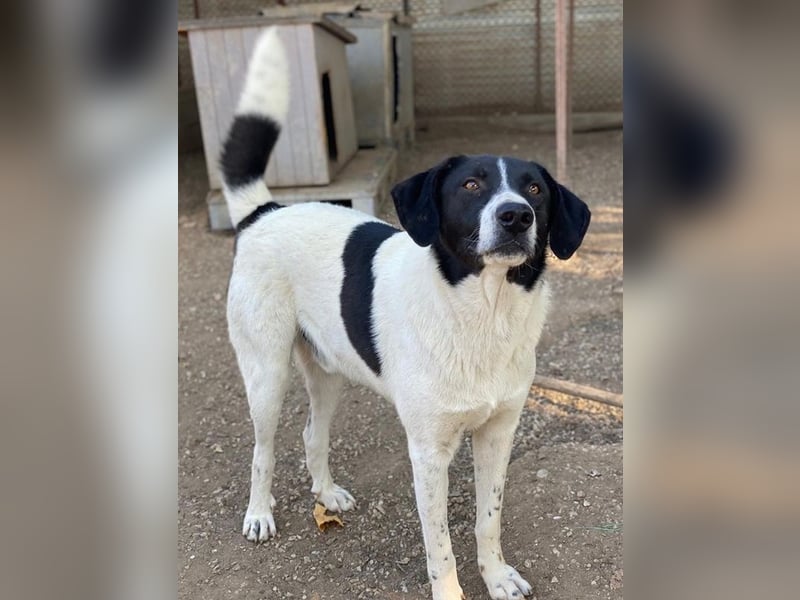 Grecco, geb. ca. 11/2022, lebt in GRIECHENLAND, im städt. Tierheim Serres